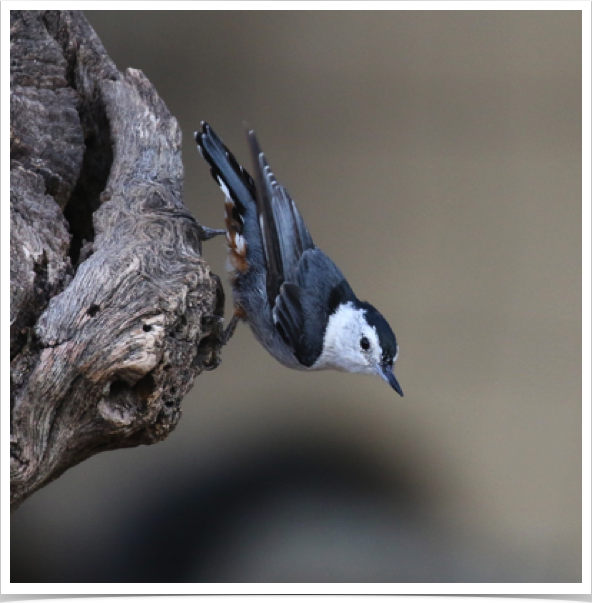 White-breasted Nuthatch